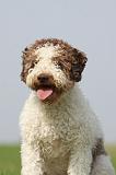 LAGOTTO 151